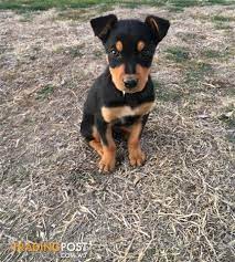 Kelpie Puppy Online Shopping
