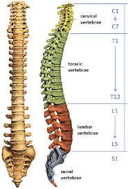 The five lumbar vertebrae are numbered l1 to l5. Design Methodology Of An Active Back Support Exoskeleton With Adaptable Backbone Based Kinematics Sciencedirect