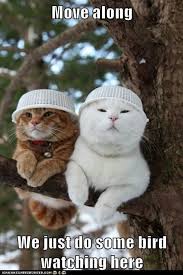 Bird Safe Cat Collar Pin By Susan Seibert Ebling On Cats Cute Animals Funny Animal Pictures Funny Animals