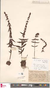 Image result for Chascanum adenostachyum