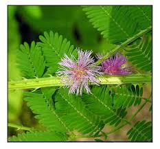 Image result for Mimosa diplotricha