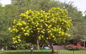 Image result for Cassia thyrsoidea