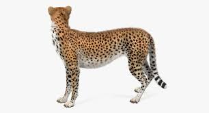 Artstation Cheetah 3d Model Andrey Simonenko In 2020 Cheetah 3d Model Model