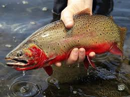 A Photo Of A Fine Colorado River Cutthroat Antique Fishing Lures Fish Cutthroat Trout