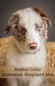 A place for really cute pictures and videos!. Border Collie Australian Shepherd Mix Will This Be Your New Puppy
