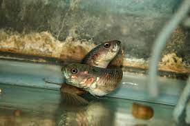Check spelling or type a new query. Cara Ikan Cupang Berkembang Biak Bagian 1 Mouth Brooder Jual Cupang Berkualitas