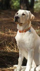 Yellow Lab Puppy Labrador Retriever Labrador Retriever Dog Lab Puppies