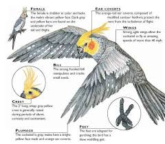 Infographic Cockatiel Morphology Cockatiel Contour Feathers Pet Birds