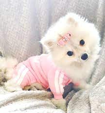 Princess Sparkle In 2021 Cute Animals Little Dogs Animals