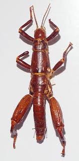 Video Of One Hatching Http Vimeo Com 14413689 Lord Howe Island Stick Insect Almost Went Extinct Except For Lu Stick Insect Dryococelus Australis Insects