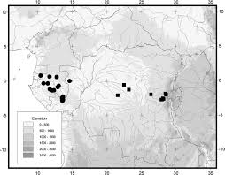 Image result for Haplocoelum inoploeum