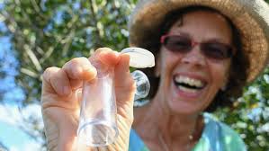 Gardening in Florida: Do you know a service that removes the Brazilian  pepper trees?