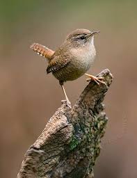 Birds Of Cape Cod Book Winterkoning Wren Troglodytes Troglodytes Birds Painting Most Beautiful Birds Beautiful Birds