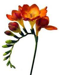 Bulk Wholesale Flowers Wedding Flowers Freesia Orange Orange Wedding Flowers Freesia Flowers Wedding Flowers