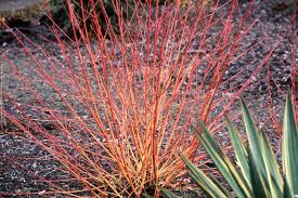 Cornus sanguinea 'midwinter fire' has particularly striking autumn colour, especially if grown in full sun. Cornus Sanguinea Midwinter Fire Landscape Plants Oregon State University