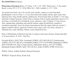 Image result for Platostoma africanum