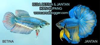 Ketika ikan cupang berada di alam bebas mampu hidup. Perbedaan Jenis Kelamin Ikan Cupang Jantan Dan Betina Gemar Ternak Dan Kicau Burung