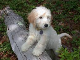 They are raised in our home, a clean healthy environment. Puppies For Sale Parkland Goldendoodles Puppies For Sale