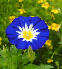 Blue Flower With White Yellow Center Types Of Blue Flowers Blue Flowers Black Flowers Wallpaper