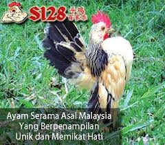 Beritaayamonline Ada Berbagai Ayam Unuk Di Dunia Ini Dan Kali Ini Yang Unik Adalah Ayam Serama Ayam Ini Merupakan Salah Satu Jenis Ay Serama Malaysia Yang