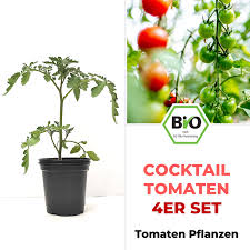 Und wann macht man das am besten? Cocktail Tomaten 4er Set Bio Tomatenpflanzen Jetzt Kaufen Online Kaufen Pepperworld Hot Shop