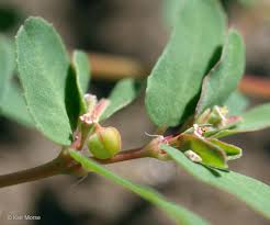 Image result for Euphorbia lissosperma
