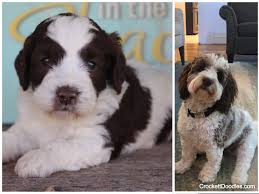 The english springer spaniel and poodle are both intelligent, which makes them easily trainable if your springer spaniel poodle mix inherits long ears and heavy hair, keep an eye on excess earwax. Springerdoodle And Mini Springerdoodle Pups For Sale Reasonable Adoption Fees Aka Sproodles
