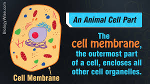 They are the cytosol, organelles, and. Animal Cell Parts Biology Wise