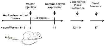 Experimental Flow Chart Mice Were Treated With Vector Soon