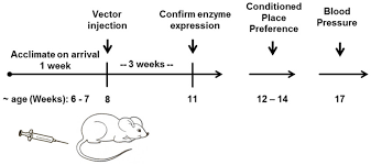 experimental flow chart mice were treated with vector soon