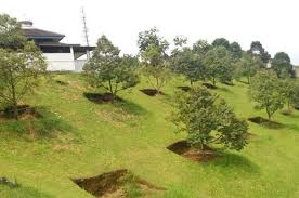 Cara semai biji durian cepat tumbuh tunas cara tanam biji durian lokal untuk persiapan batang bawah #carasemaibijidurian. Jarak Tanam Durian Yang Sesuai Agar Pohon Durian Cepat Berbuah Banyak Bibit Buahku