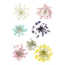 Maybe you would like to learn more about one of these? Blue Moon Studio Uv Resin Craft Dried Queen Anne S Lace Flowers Michaels