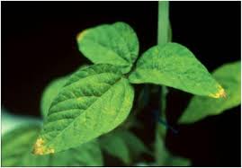 Ideally, the herb should be collected between the period of may and june when the plants are in flower, dehydrated and stored for use when necessary. Hs1191 Hs1191 Nickel Nutrition In Plants