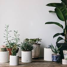 We did not find results for: White Concrete Planter Mad About The House