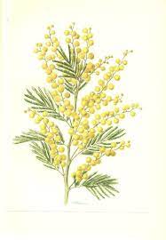 Vintage Mimosa Art 1972 Botanical Art Yellow Tree Art Yellow Flower Poster French Country Decor Floral Decor Flower Gift Mimo Sanatsal Baski Cizimler Resim