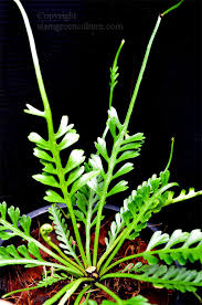 Image result for Asplenium ceii