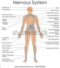 It controls all the body functions and senses. Central Nervous System Drawing At Getdrawings Free Download