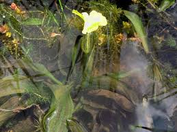 Image result for Ottelia ulvifolia