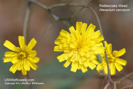 Image result for Warneckea walikalensis