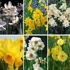 ✅ how many coastal scents promo codes and coupons listed at couponseeker? Scent Of Spring Daffodil Mixture White Flower Farm