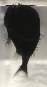 The common name of these fish is related to their bizarre, tubular eyes. Eurekalert Science News Releases