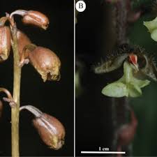 Image result for Cynorkis summerhayesiana