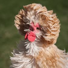 Compare your chick's legs with the picture you are viewing. Polish Chickens Temperament Color And Egg Laying