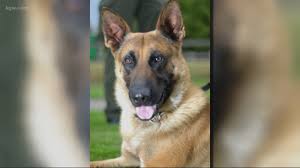 See more of grothaus k9 working german shepherds on facebook. His Legacy Is Going To Live On Deputies Mourn Loss Of Beloved K 9 Kgw Com