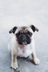 The writers work on a freelance basis, being paid by ar. Pug Wallpapers Free Hd Download 500 Hq Unsplash
