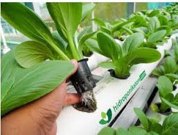 Sajikan dan nikmati sedapnya hidangan martabak sayur mini yang akan tentu dapat anda buat di rumah dengan mudah dan sederhana. 6 Ide Membuat Kebun Sayur Mini Di Rumah Bisa Menghemat Uang Belanja