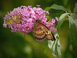 Maybe you would like to learn more about one of these? Butterfly Swirls Photos Free Royalty Free Stock Photos From Dreamstime