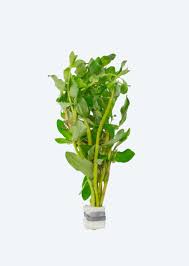 Image result for Nesaea pedroi