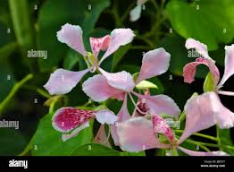 Image result for Bauhinia monandra