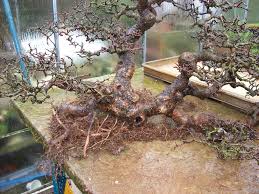 Bonsai Serut Raft Blogger Bonsai